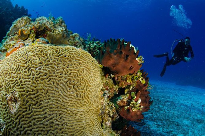 2 dives in Cozumel (for certified divers only) - Checking in and preparing your equipment