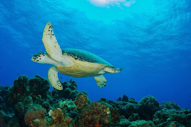 2 dives in Cozumel (for certified divers only) - Guides who add value underwater