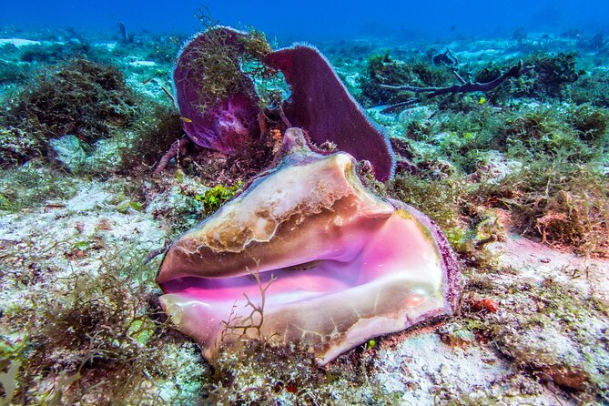 2 dives in Cozumel (for certified divers only) - Important timing advice for ferry and cruise days