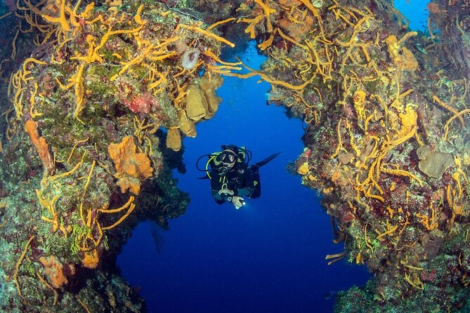 2 dives in Cozumel (for certified divers only) - What the four-hour plan really means