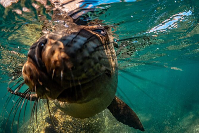 2 Dives in the Cabo Marine Park - What the Two Sessions Feel Like