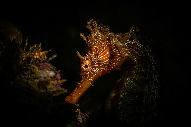 2 Dives in the Cabo Marine Park - The Value of $135