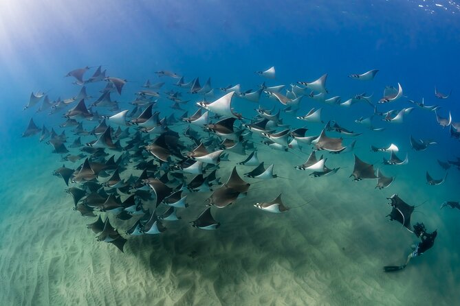 2 Dives in the Cabo Marine Park - Land’s End and the Sea Lions
