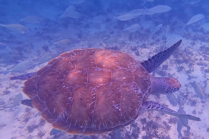 2-Hour Snorkeling in Two Spots of Tulum's Reef - Who gets the best value from this tour