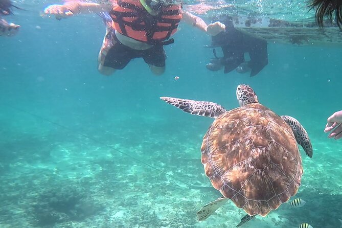 2-Hour Snorkeling in Two Spots of Tulum's Reef - First stop: turtles, stingrays, and open water