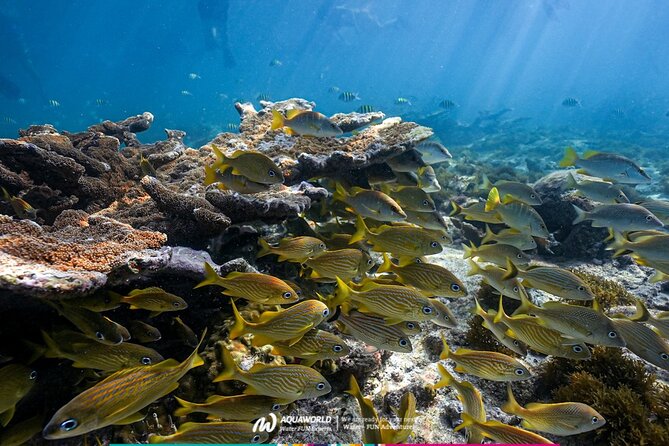2-Hour Snorkeling Paradise Reef in Cancún Underwater Museum - Seeing part of the Cancun Underwater Museum