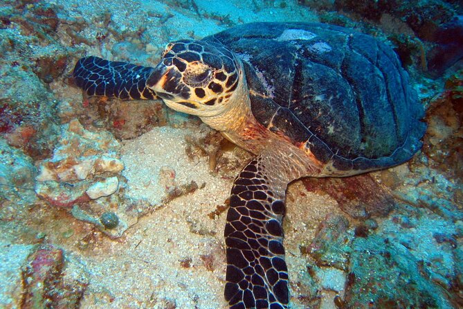 2 Tank Boat Dives for Certified Divers - The four-hour schedule and boat rhythm