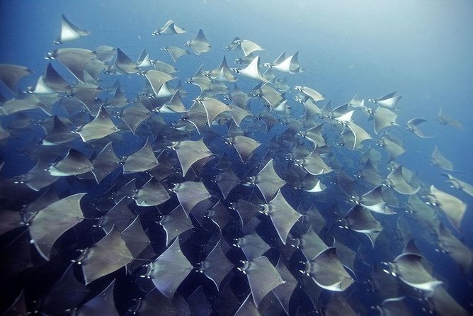 2 Tank Dive - Certified Divers (Santa Maria Bay & Chileno Bay) - Two underwater sites, not one repeated stop