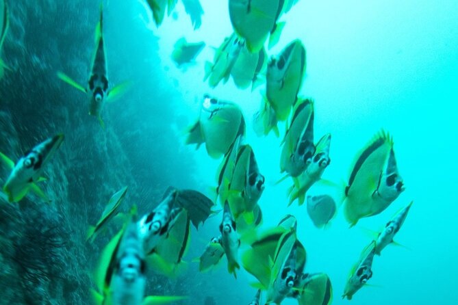 2 Tank Dive - Certified Divers (Santa Maria Bay & Chileno Bay) - The guide service and group size