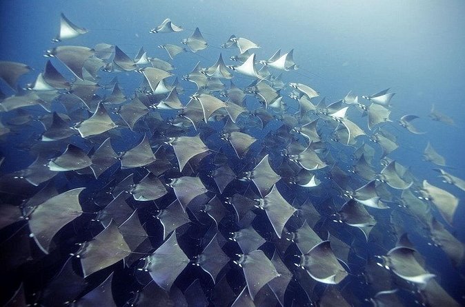 2 Tank Dive - Certified Divers (Santa Maria Bay & Chileno Bay) - Who should book this Cabo outing