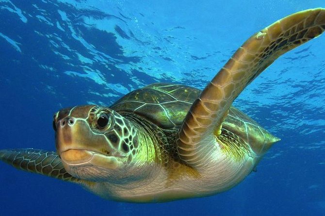 2 Tank Dive (for certified divers) - Why Costa Maya’s reef is the main attraction