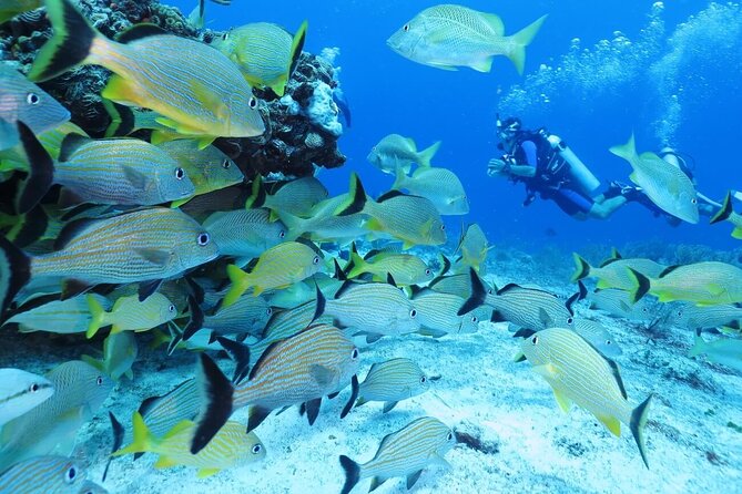 2 Tank Dive (for certified divers) - The surface interval and boat comforts