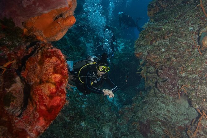 2 Tank Morning Dive: Scuba Diving in Cozumel - Second outing: a different reef and a different feel