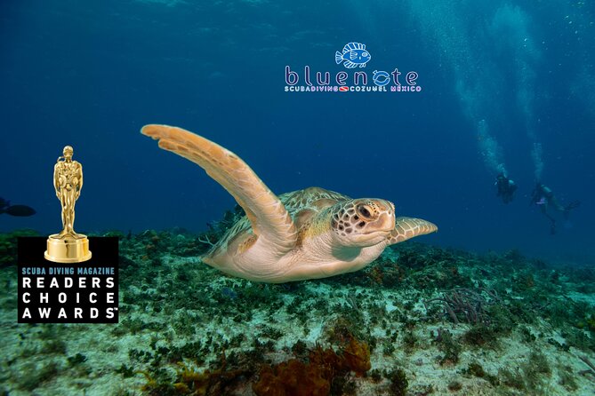 2 Tank Morning Dive: Scuba Diving in Cozumel - Meeting at Marina Fonatur at 9 a.m.