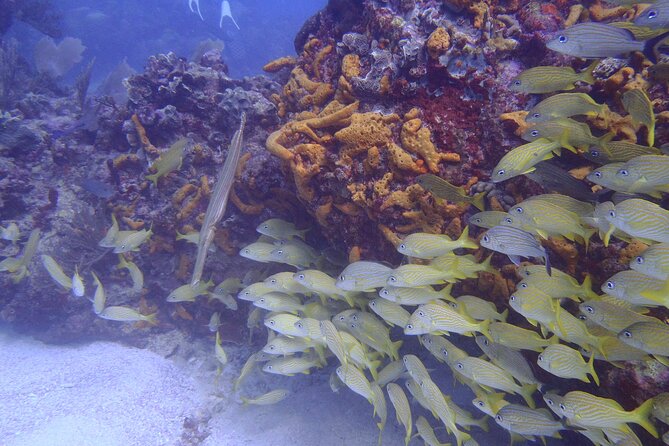 2 Tank Reef Dive in Mexico - The five-minute surface interval