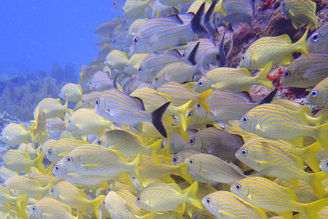 2 Tank Reef Dive in Mexico - The second 45-minute session and return