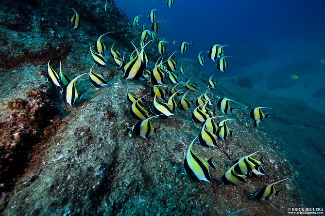 2-Tank Scuba Dive in Cabo San Lucas Reserve for Certified Divers - Key things to know before booking
