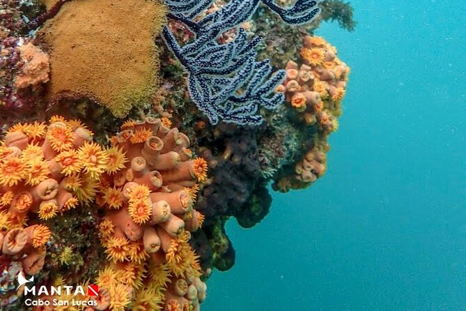 2-Tank Scuba Dive in Cabo San Lucas Reserve for Certified Divers - The second tank and the value of a local guide