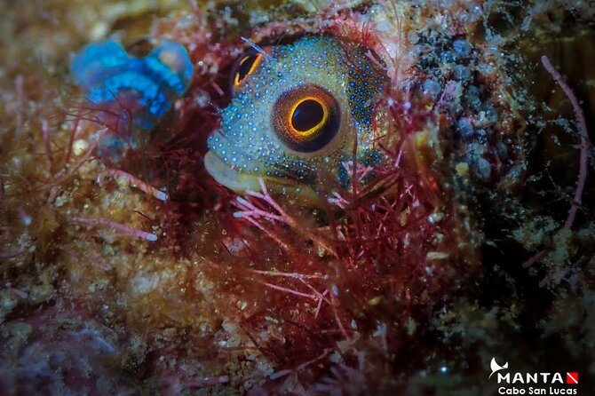2-Tank Scuba Dive in Cabo San Lucas Reserve for Certified Divers - Marine life: realistic expectations