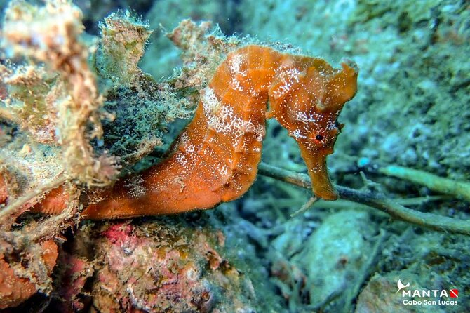 2-Tank Scuba Dive in Cabo San Lucas Reserve for Certified Divers - Skill level, safety, and comfort