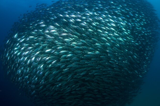 2-Tank Scuba Dive in Cabo San Lucas Reserve for Certified Divers - Is $138 a fair price?