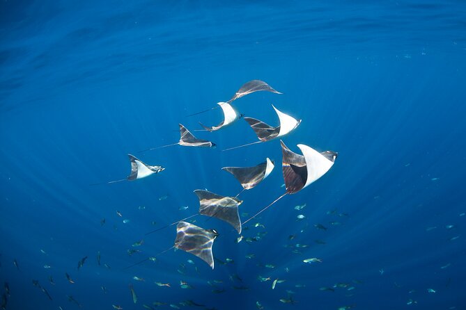 2-Tank Scuba in Marine Reserve and Corridor for Certified Divers - Why the Nautical Corridor is worth the boat ride