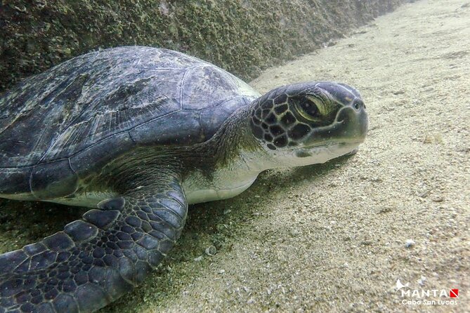 2-Tank Scuba in Marine Reserve and Corridor for Certified Divers - The first session: 45 minutes in the Corridor