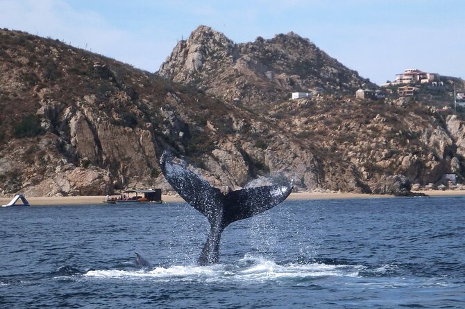 2-Tank Scuba in Marine Reserve and Corridor for Certified Divers - Cabo’s famous coast from the boat