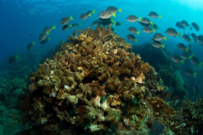 2-Tank Scuba in Marine Reserve and Corridor for Certified Divers - Conditions, seasons, and realistic expectations