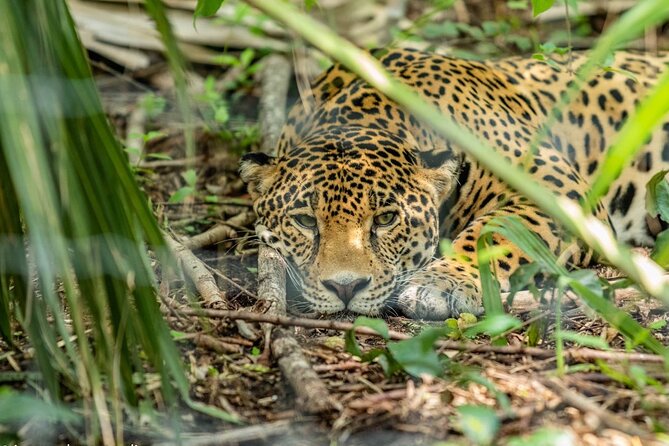 3-Day Adventure and Nature Tour in Huasteca Potosina from Ciudad Valles - Day two: Las Pozas and the strange world of Edward James
