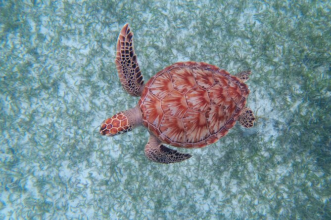 3 Hour Costa Maya Snorkeling Excursion - La Leyenda ECO-TOURS - The First Reef Stop: A Flexible Start