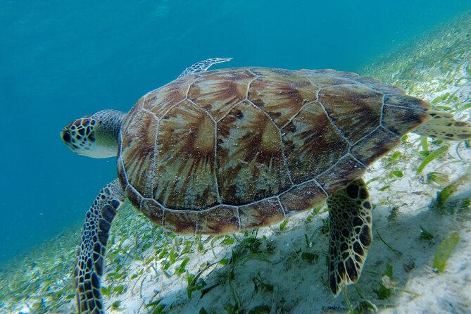 3 Hour Costa Maya Snorkeling Excursion - La Leyenda ECO-TOURS - The Second Stop: Often the Better Swim