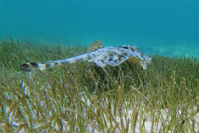 3 Hour Costa Maya Snorkeling Excursion - La Leyenda ECO-TOURS - Guides, Photos, and Communication