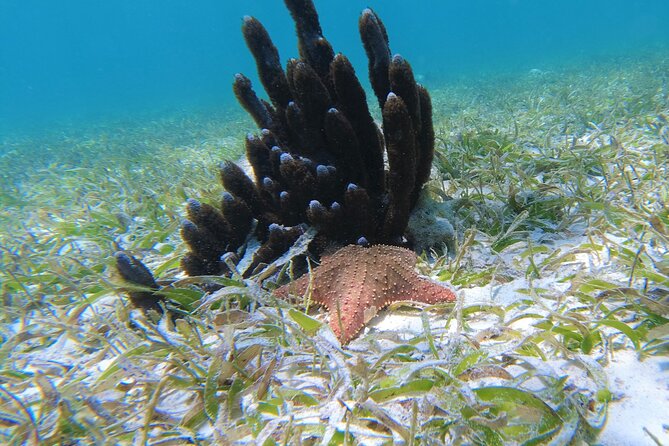 3 Hour Costa Maya Snorkeling Excursion - La Leyenda ECO-TOURS - Getting from the Cruise Port to Malecón 3
