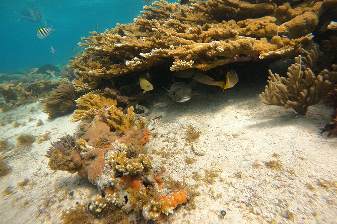 3 Hours VIP Semiprivate Tour Isla Mujeres Full Snorkeling Experience - The small boat is both the advantage and the warning