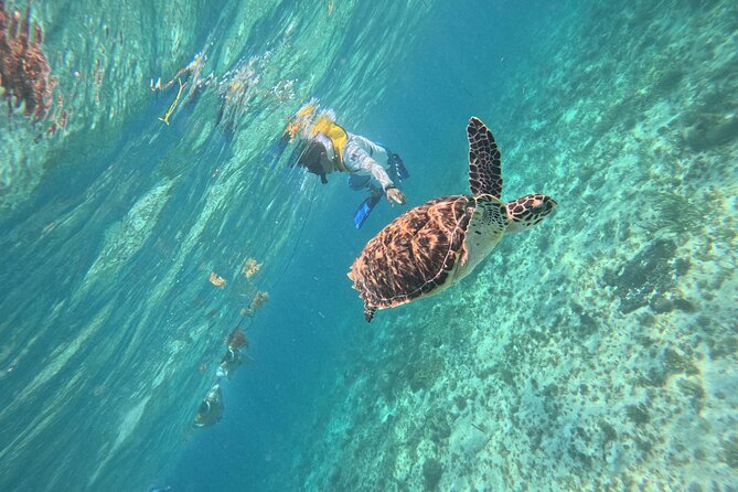3 in 1 Jungle Speedboat and Snorkeling in Cancun - Timing, cancellations, and useful planning tips