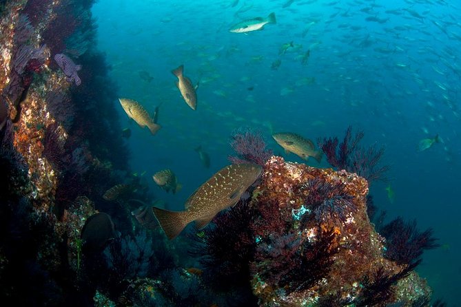 3-Tank Scuba in Marine Reserve and Corridor for Certified Divers - Why three tank sessions make sense in Cabo