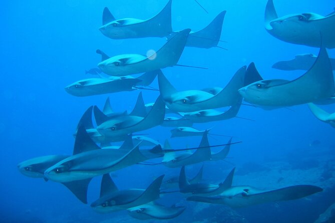 3-Tank Scuba in Marine Reserve and Corridor for Certified Divers - What you might see beneath the surface