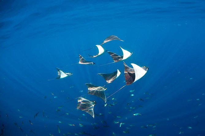 3-Tank Scuba in Marine Reserve and Corridor for Certified Divers - Equipment, weights, and what to pack