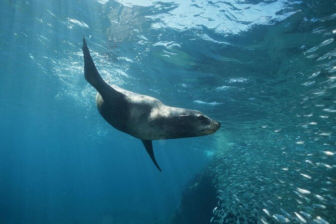 3-Tank Scuba in Marine Reserve and Corridor for Certified Divers - Boat comfort and the six-hour schedule