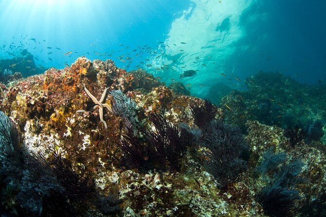 3-Tank Scuba in Marine Reserve and Corridor for Certified Divers - Price and the real value of $210