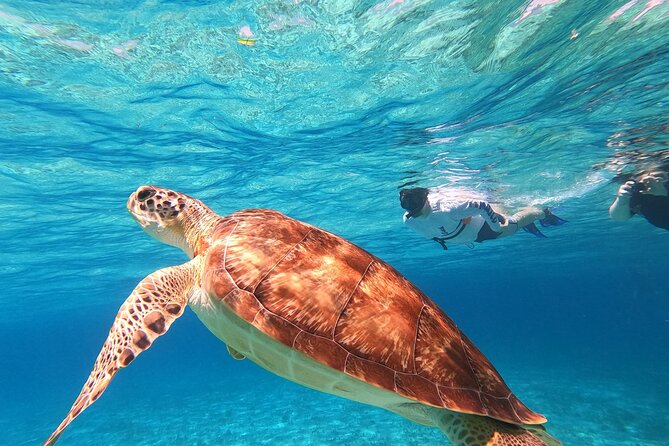 4 Hour Cozumel Turtle Sanctuary Experience on a Luxury Catamarán - Food, equipment, bathroom, and what to pack