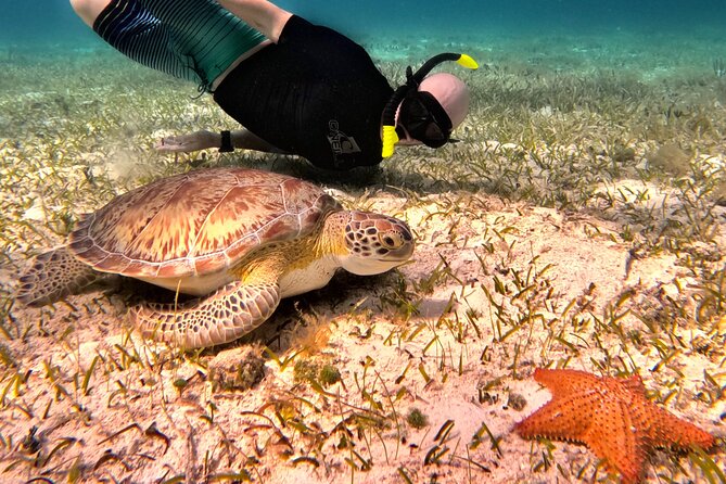 4 Hour Cozumel Turtle Sanctuary Experience on a Luxury Catamarán - What happens at the reef stops