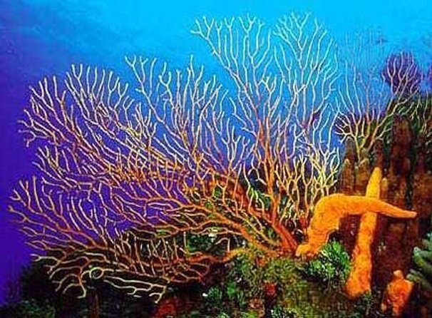 4 hours of shared snorkeling to El Cielo - Key points to know before booking
