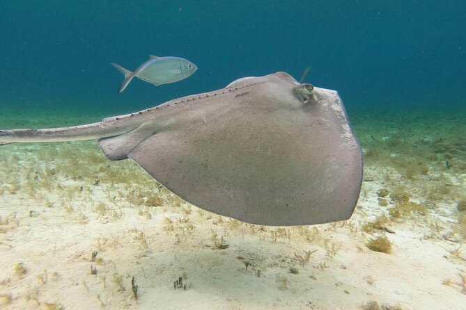 4 hours of shared snorkeling to El Cielo - El Cielito: ceviche, rays, and a proper pause