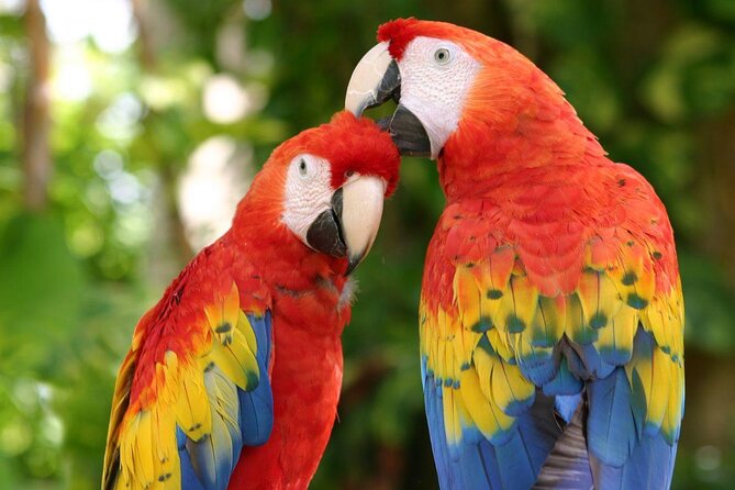 4-in-1 Cenote Tour Guided Experience with Breakfast, Lunch & Wine - What the Xenotes day is really like