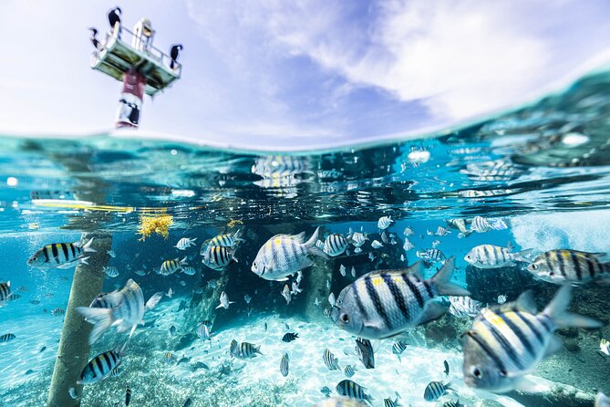 5-in-1 Cancun Snorkeling Tour with Sea Life & Transport Included - Five Cancun sites in one short outing
