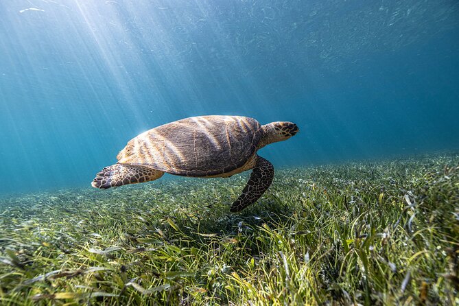 5-in-1 Cancun Snorkeling Tour with Sea Life & Transport Included - Stop one: a warm, shallow coral reef