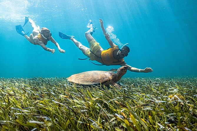 5-in-1 Cancun Snorkeling: Turtles, Reef, Musa, Shipwreck, Cenote - Reef snorkeling in shallow Caribbean water