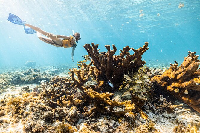 5-in-1 Cancun Snorkeling: Turtles, Reef, Musa, Shipwreck, Cenote - The shipwreck brings the most fish